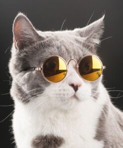 Small Glasses for Pets