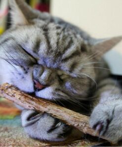 Catnip Teeth Brushing Sticks for Cat 15 / 20 Pcs Set