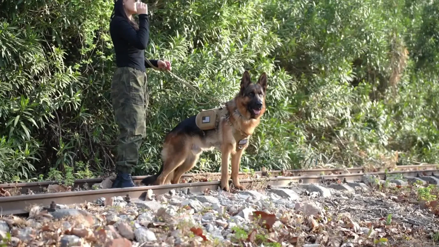 Tactical adventure dog harness collar and leash set for large dogs