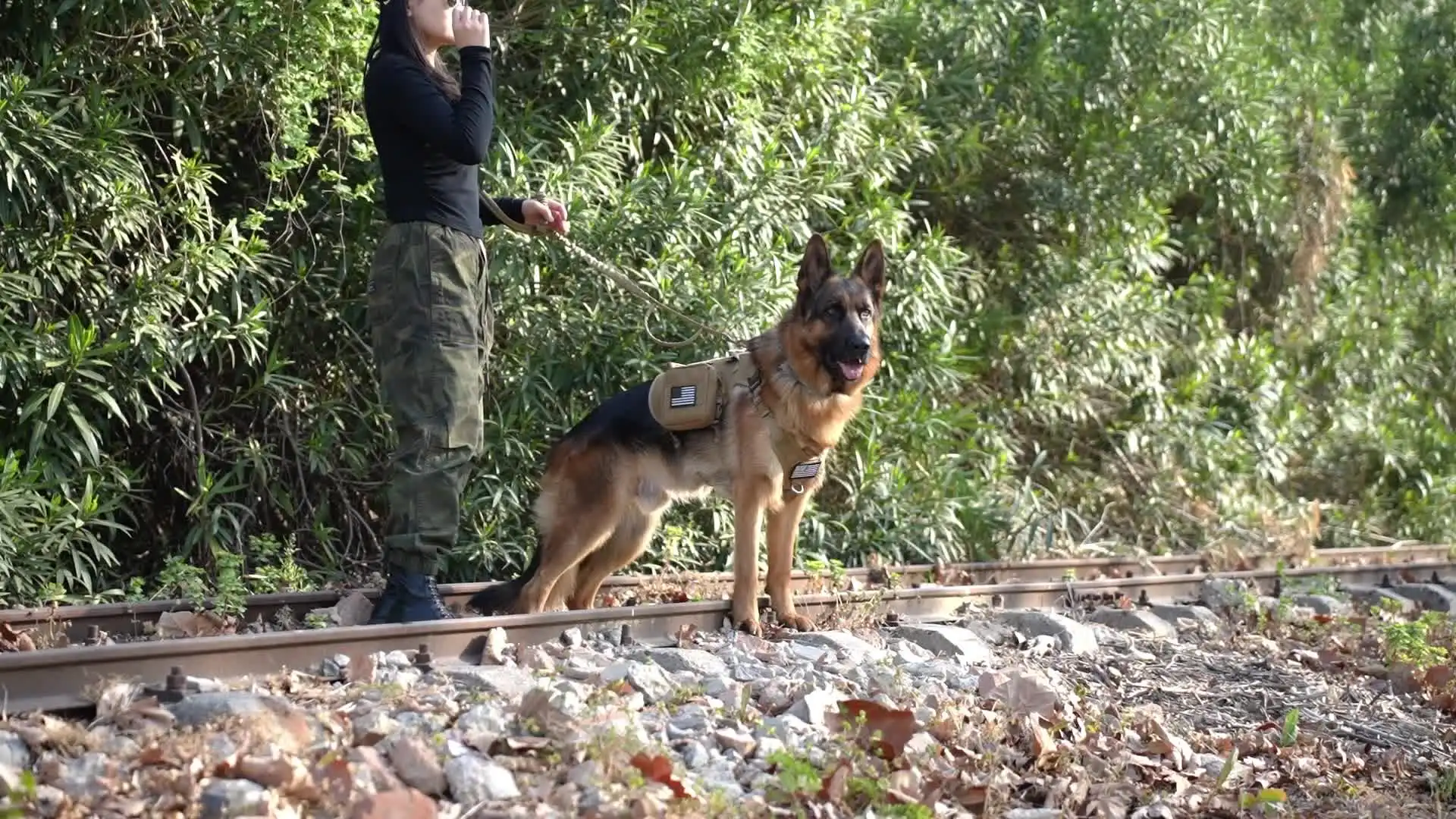 Tactical adventure dog harness collar and leash set for large dogs